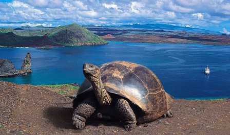 Galapagos101...