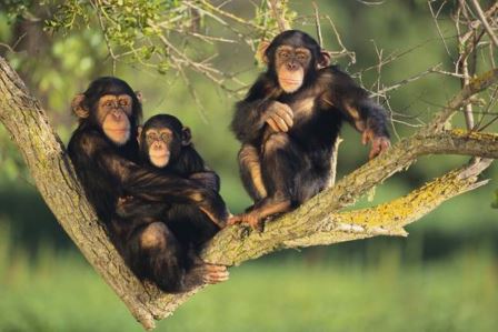 Kibale-forest-Chimps+...