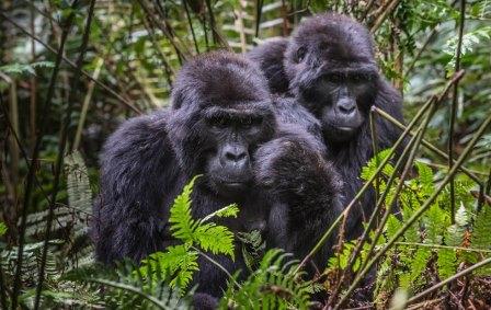 bwindi-gorillas...
