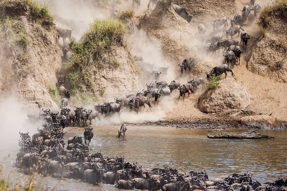 Maasai Mara100... - copia - copia