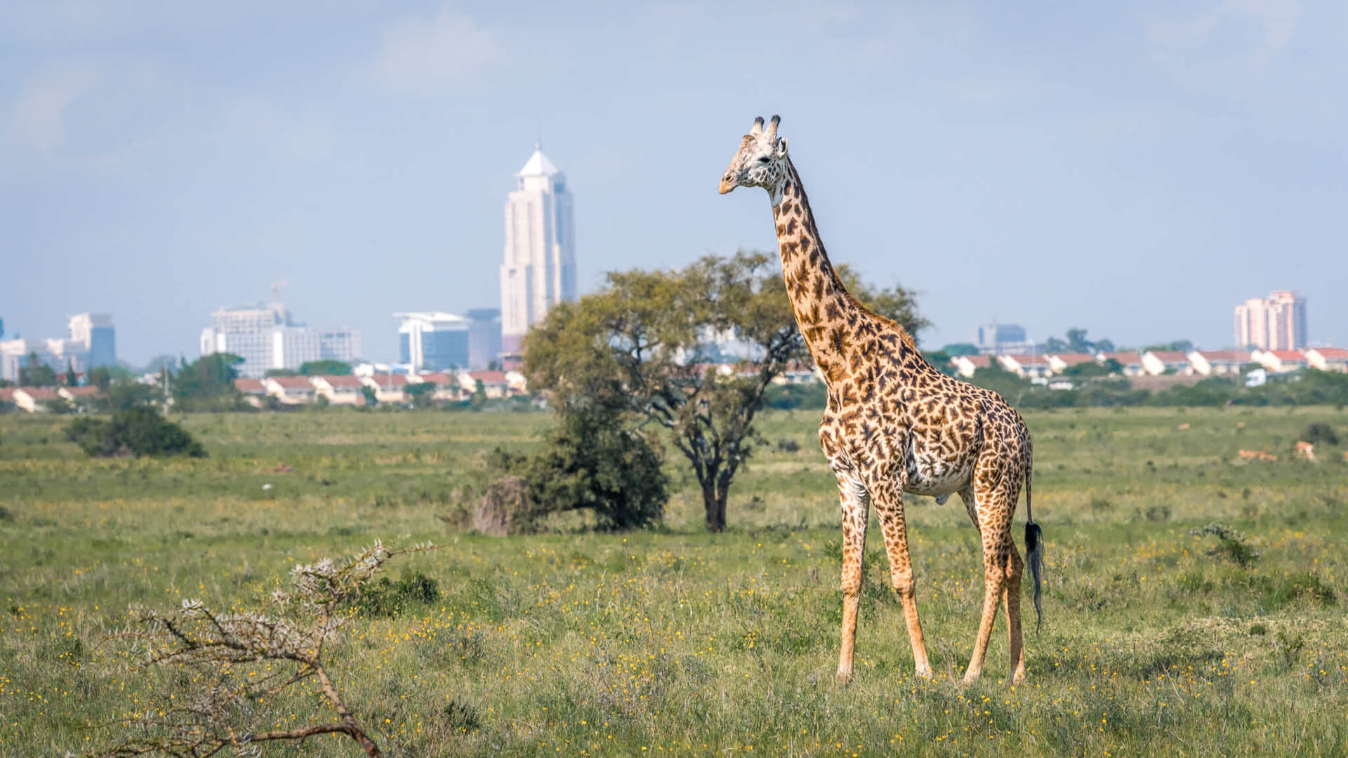 Nairobi115... - copia