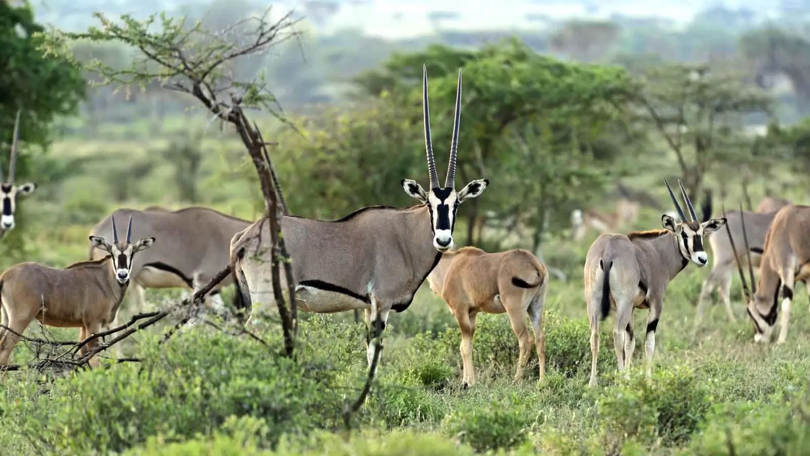 Samburu110... - copia